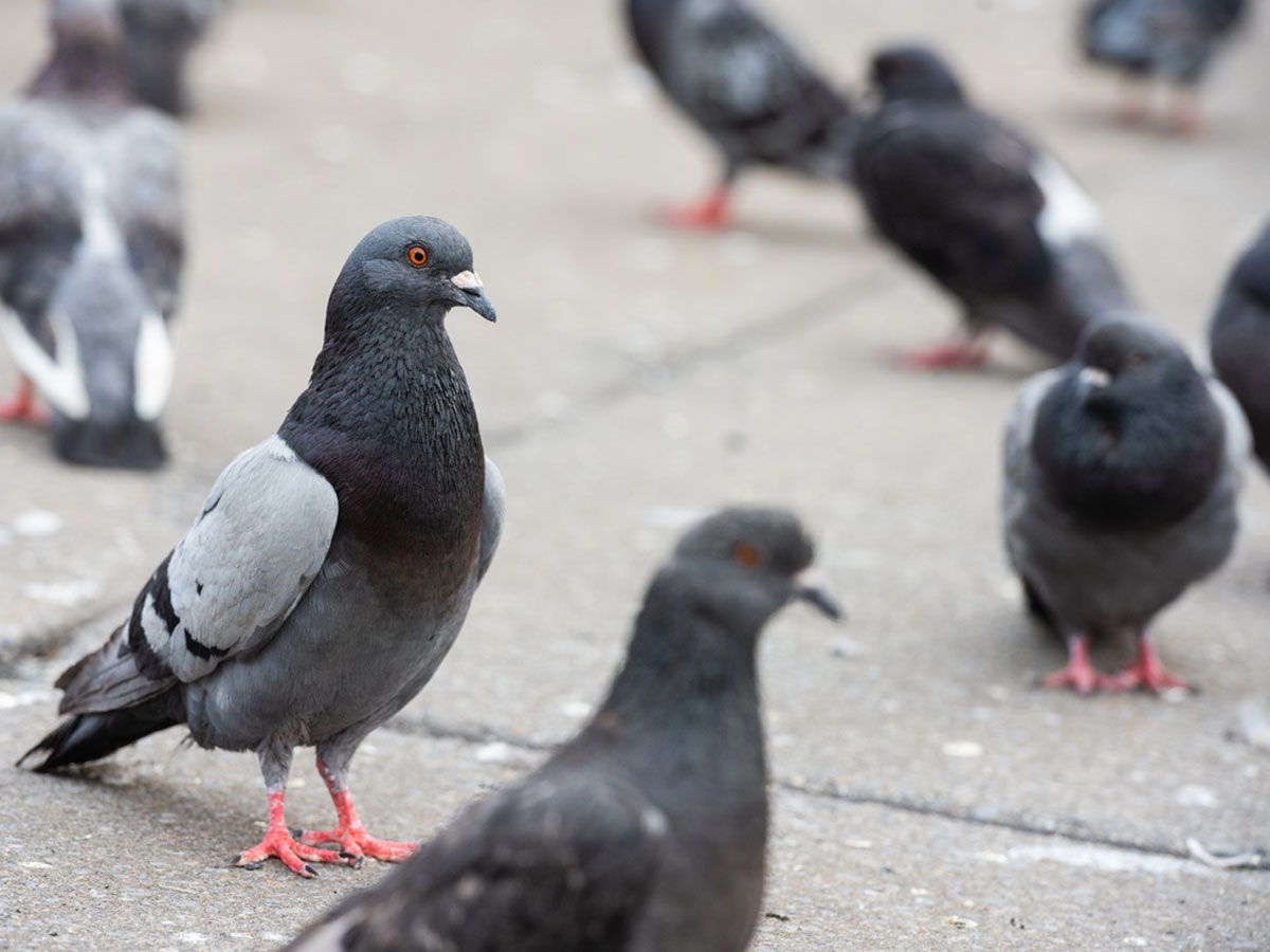 Xtermin Express Depigeonnage a Bruxelles