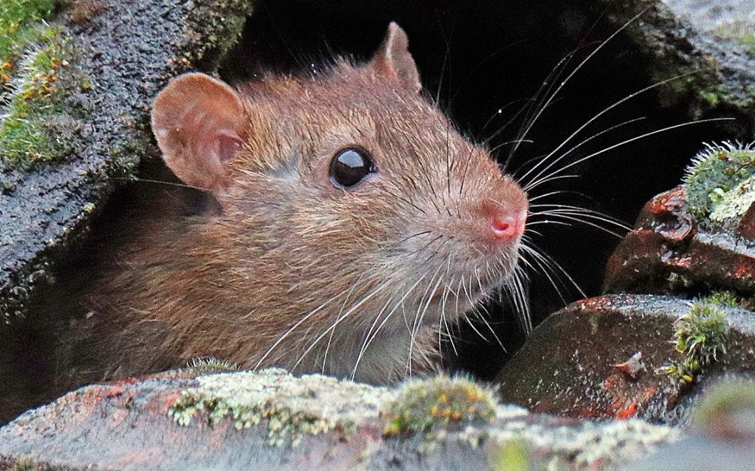Rats dans le jardin : comment s&rsquo;en débarrasser à Bruxelles