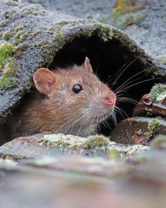 Xterminexpress Rats dans le jardin Deratisation Xterminexpress Rats dans le jardin