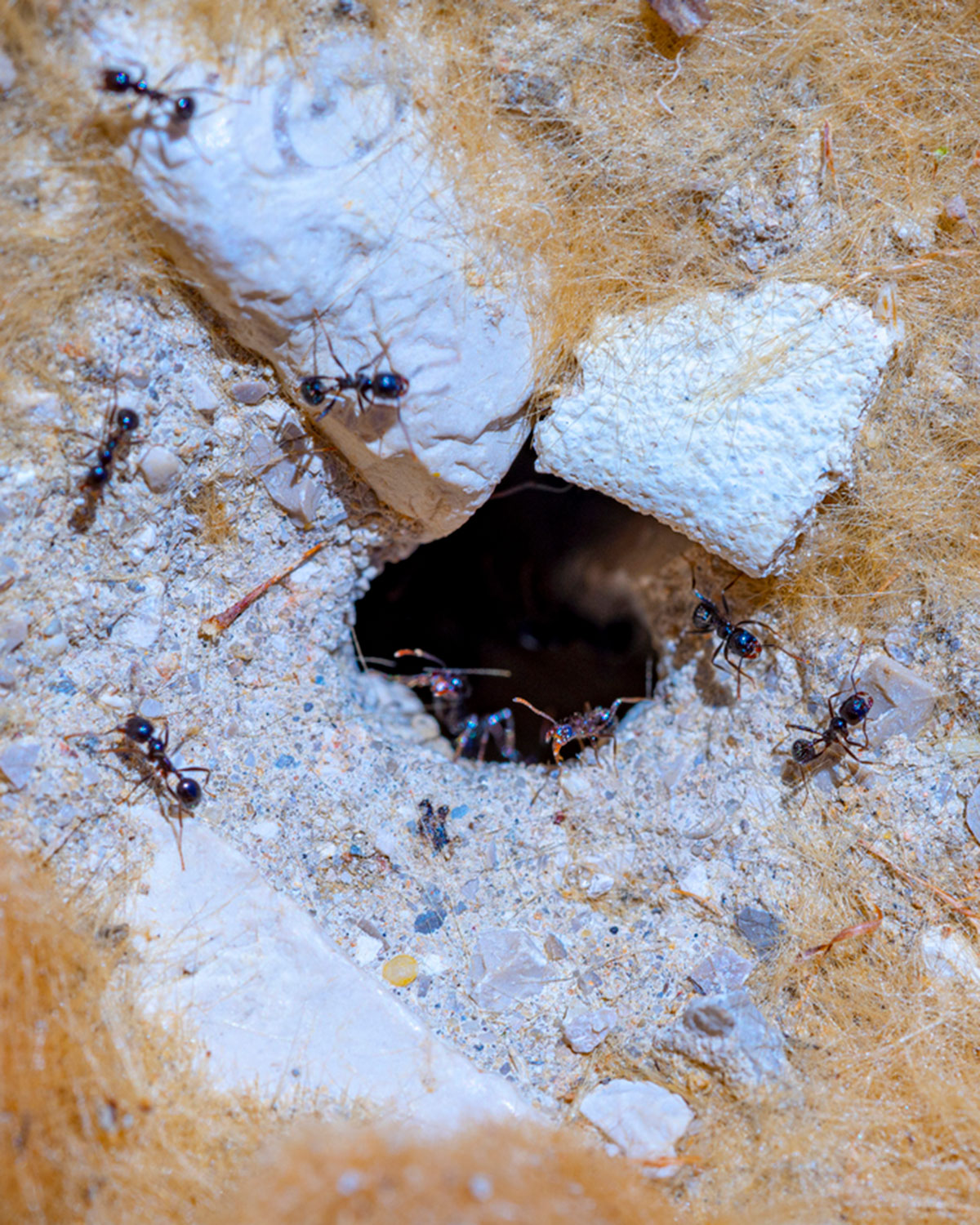 Xtermin Express Fourmis elimination de la colonie