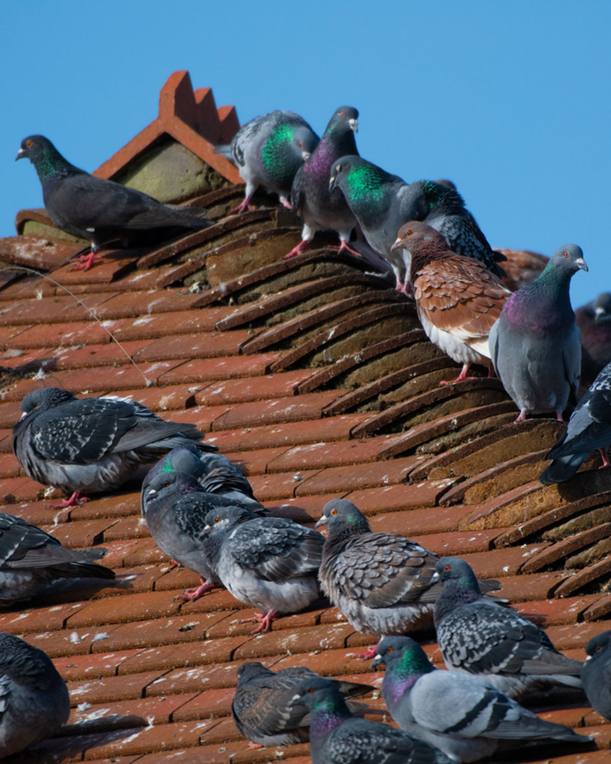 Xtermin Express Solutions durables contre les pigeons