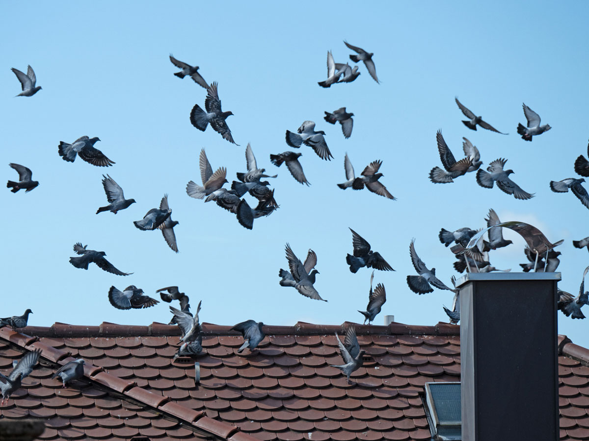 Xtermin Express Zones dintervention depigeonnage
