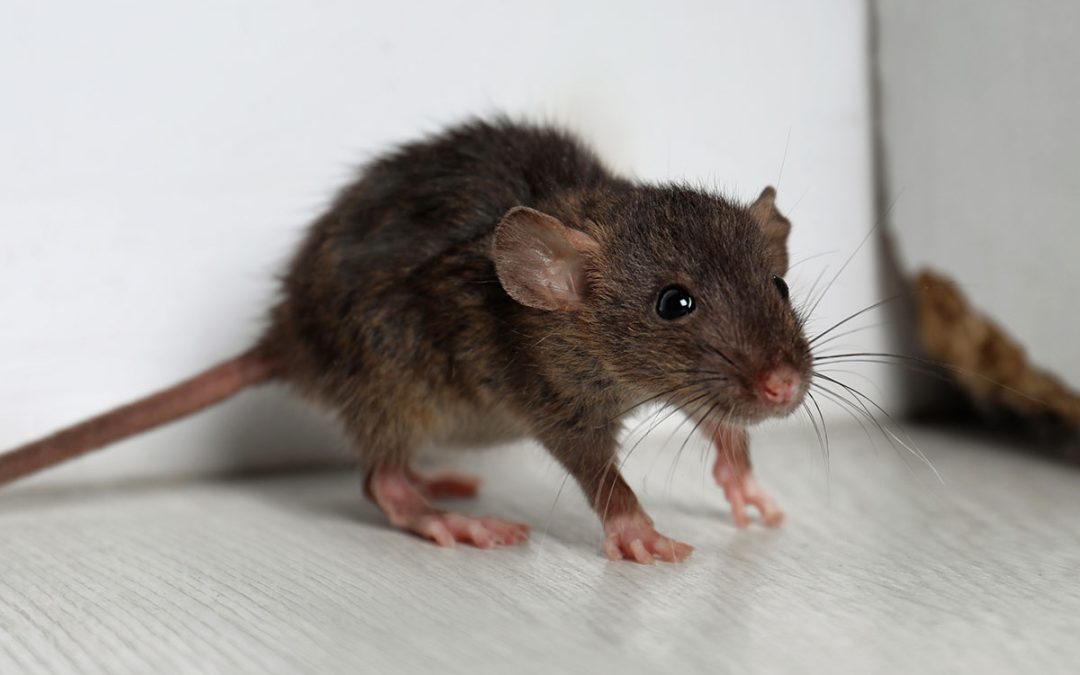 Souris dans la maison : comment s&rsquo;en débarrasser à Bruxelles