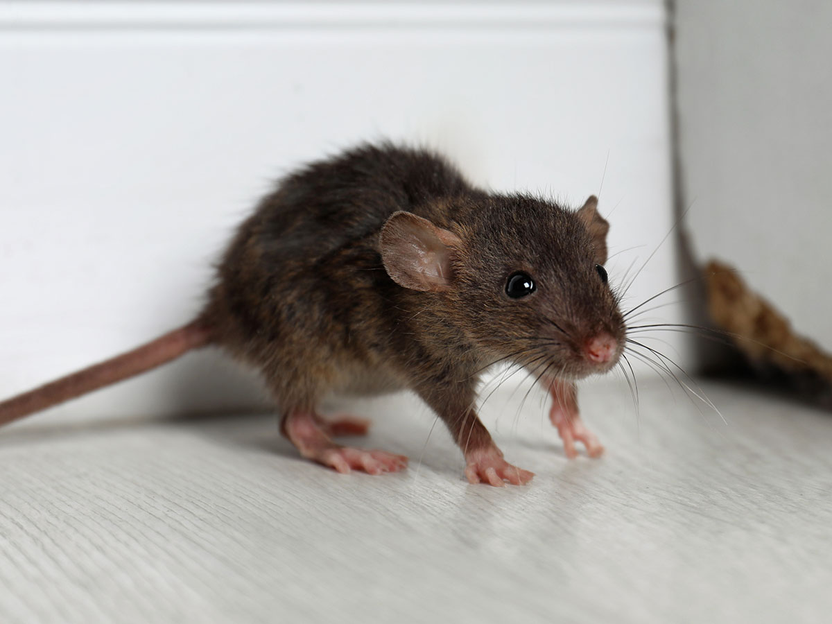 Xtermin Express intervention contre rats et souris a Bruxelless